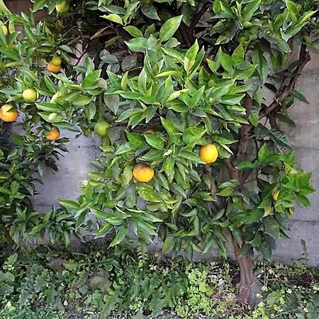Residenza Paradiso Di Vacanze 2* לוקרנו
